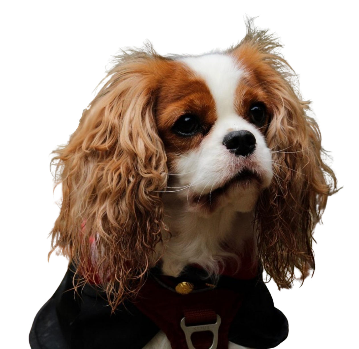 chien dog photo mignon