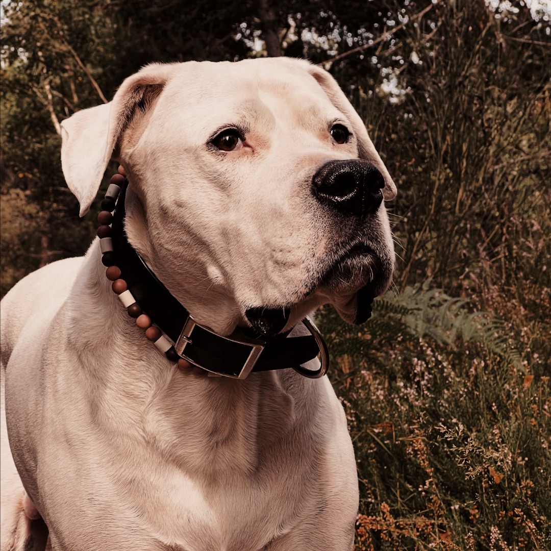 education canin white dog ducatrice