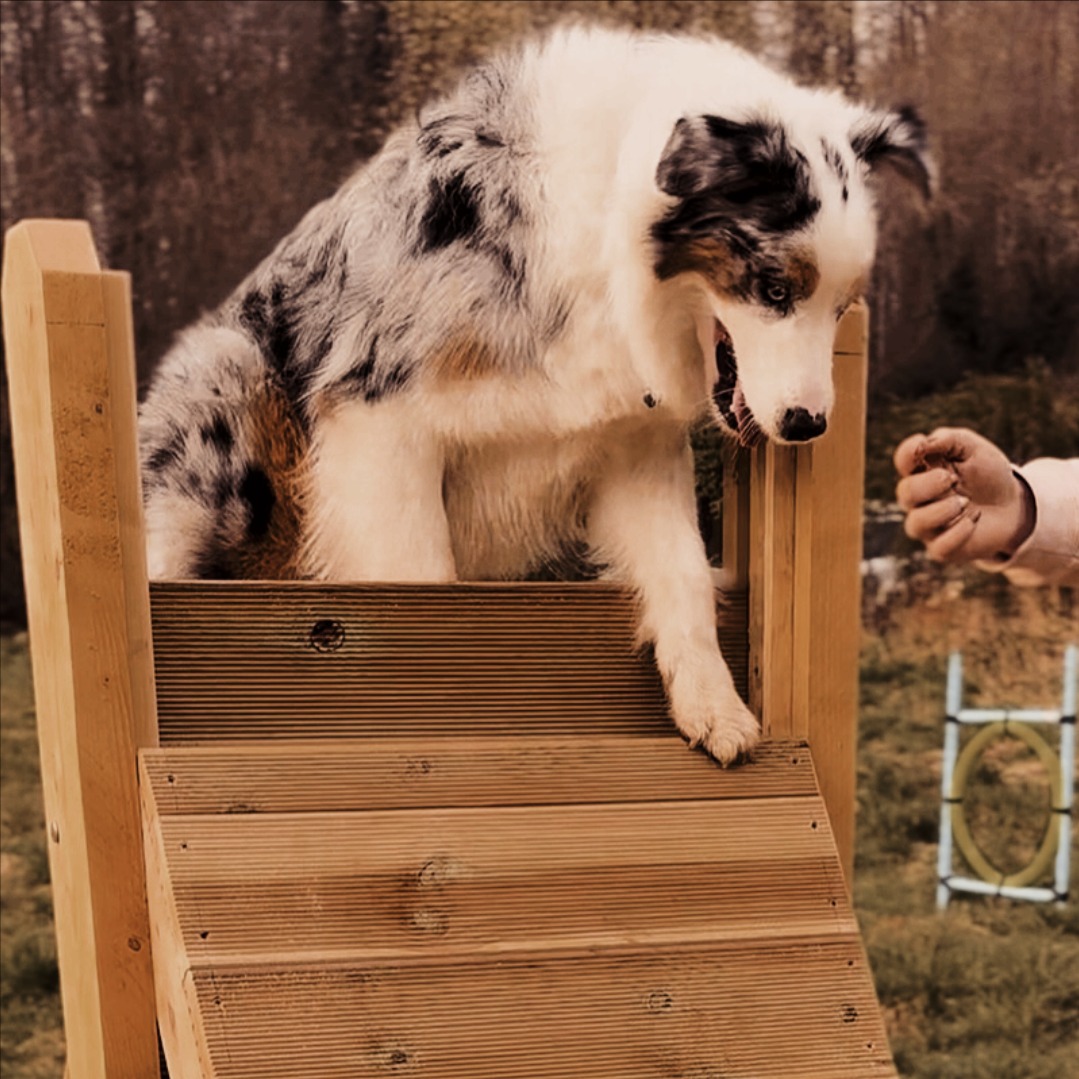 white dog canin education