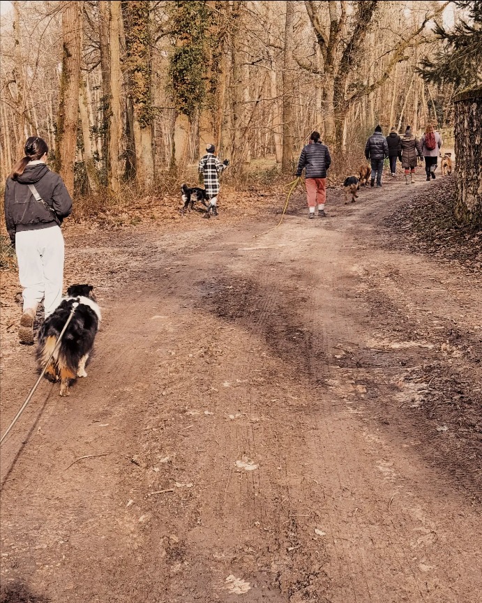 balade canine white dog 1