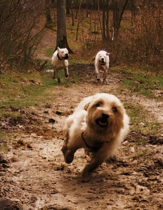 cani cross white dog e1763465416811