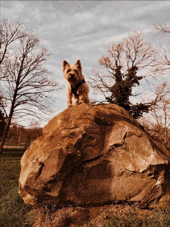 chasse nono paques white dog