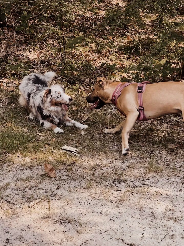 cours collectives white dog