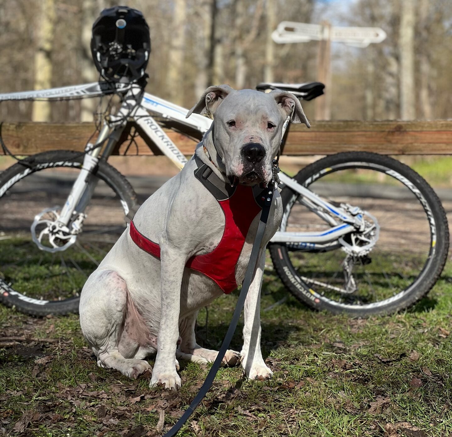 white-dog-education-chien-lien-famille-animaux