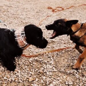 Bilan Comportemental