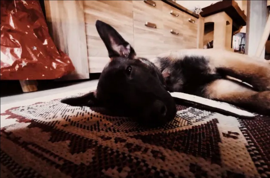 white dog cours domicile