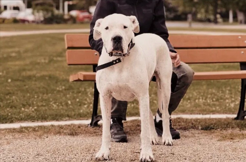 white dog cours ville
