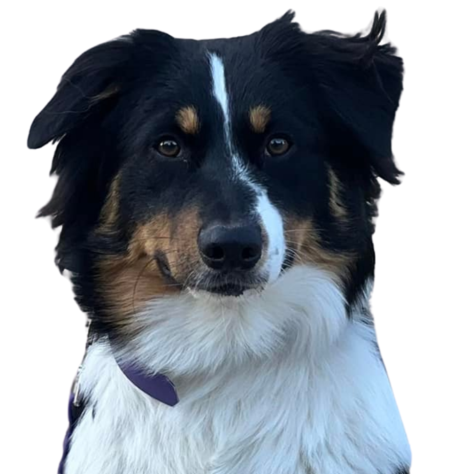 activite sportive icone white dog