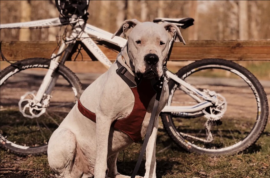 activites sportives education canin services white dog