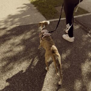 balade-ville-education-chien