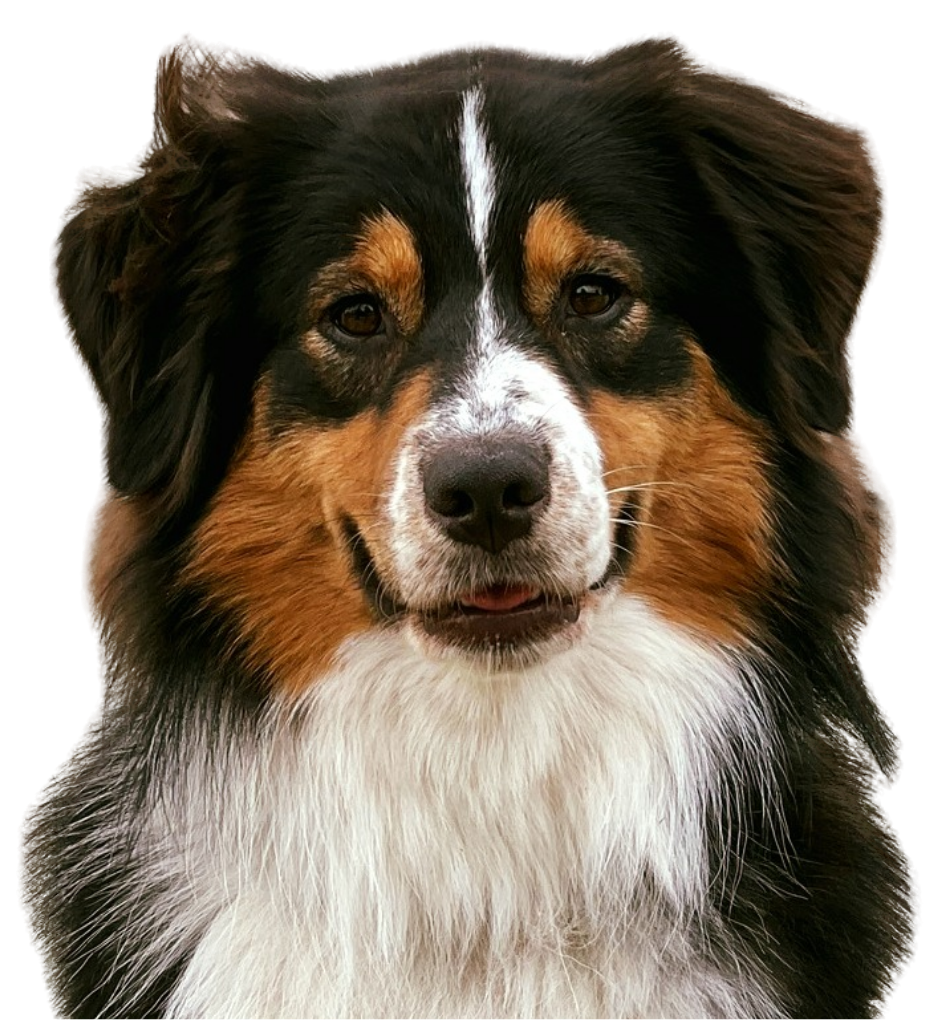 chien cours collectif icone white dog