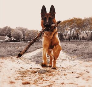 chien-education-entrainement-white-dog-neige-baton