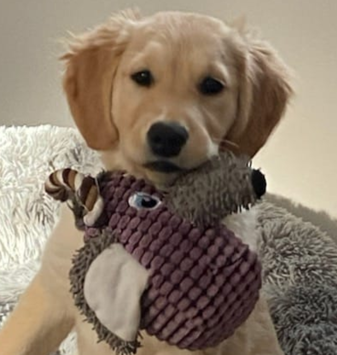 cours domicile chien education e1790016983374