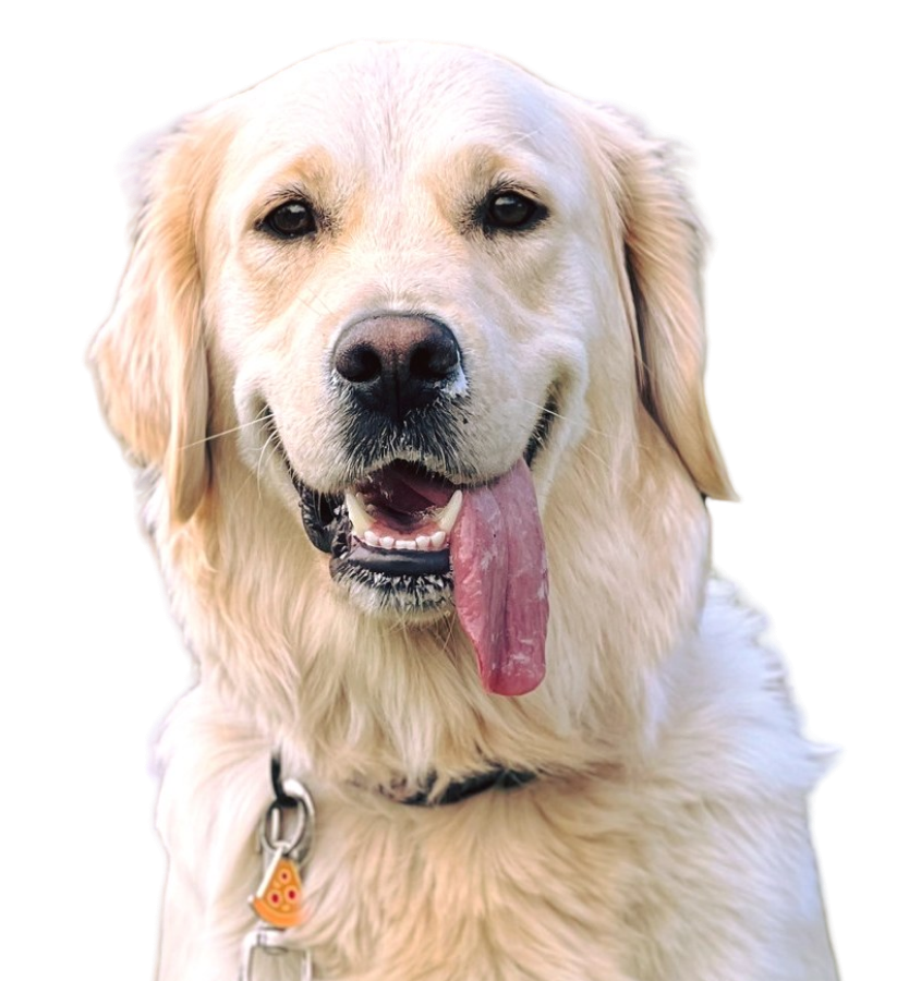 cours individuel icone white dog