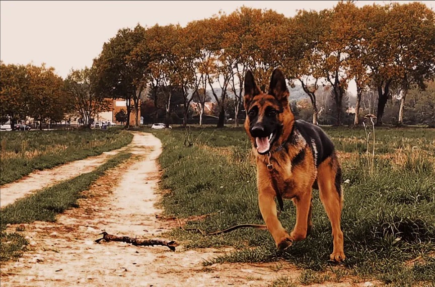 cours individuel white dog education canine chien entrainement