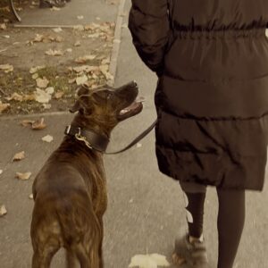 exercice-ville-educateur-canin