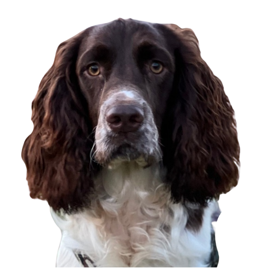 stage icone white dog