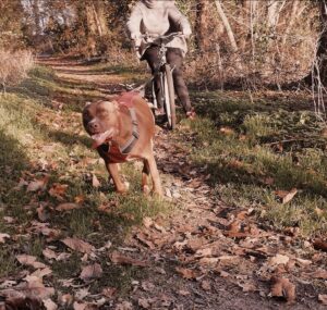 velo-chien-entrainement-education-canine-white-dog