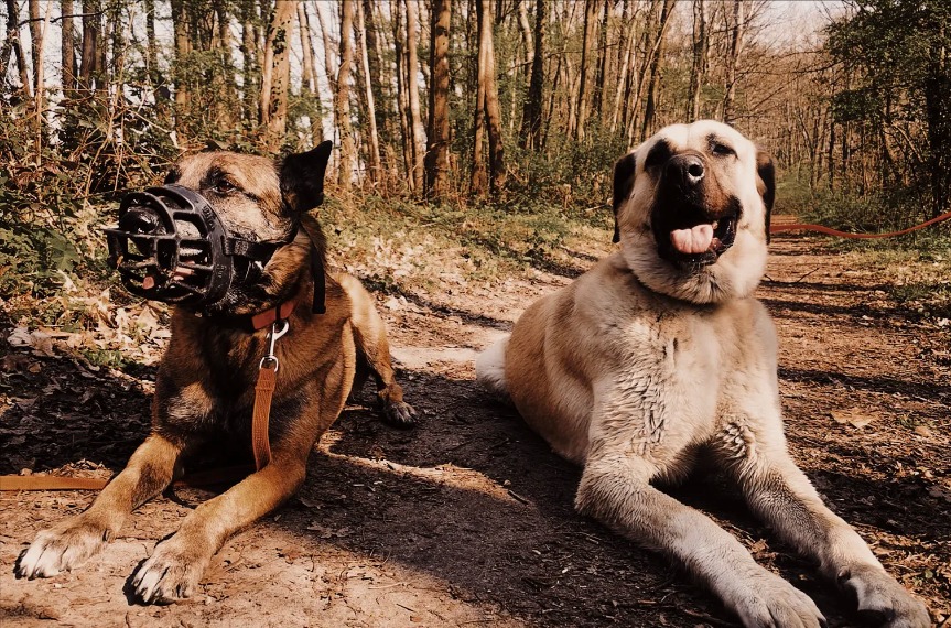 white dog cours collectifs educattion collective