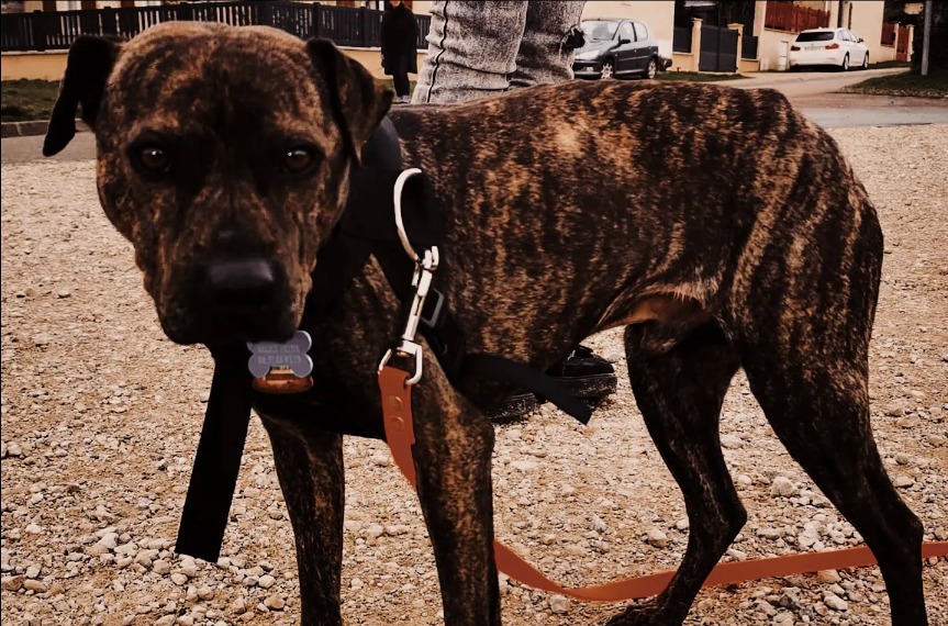 white dog education canine stage ville chien 1