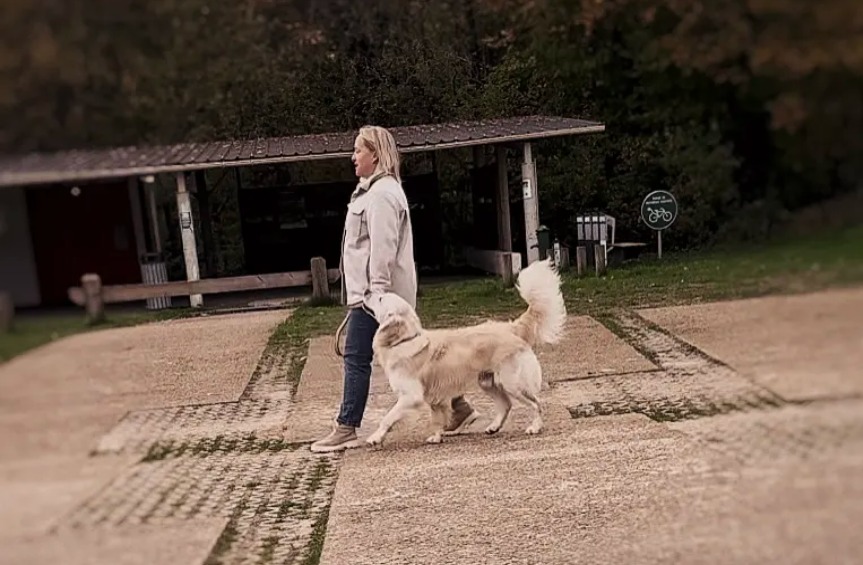 white-dog-education-canine-stage-ville