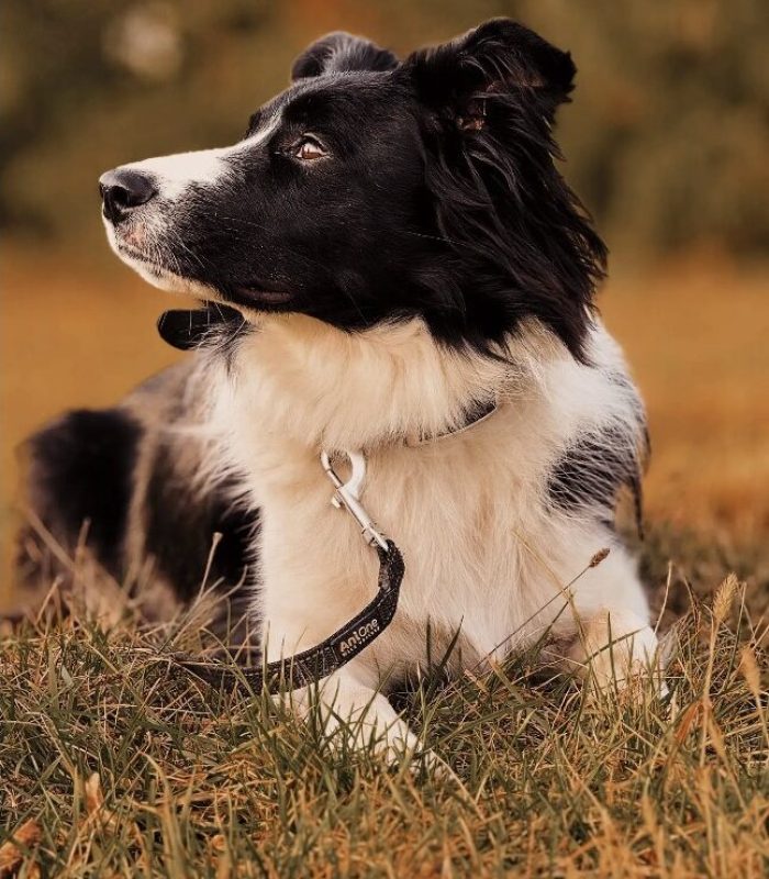 white-dog-education-canin-image-chien