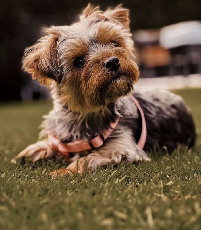 white-dog-peitit-chien